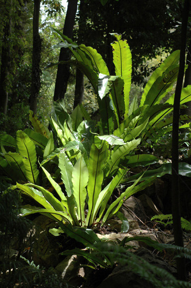 APII jpeg image of Asplenium australasicum  © contact APII