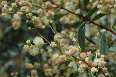 APII jpeg image of Acacia penninervis var. penninervis  © contact APII