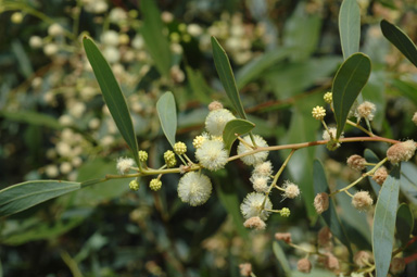 APII jpeg image of Acacia penninervis var. penninervis  © contact APII