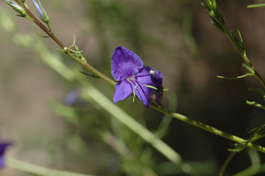 APII jpeg image of Veronica arenaria  © contact APII