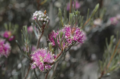 APII jpeg image of Melaleuca sapientes  © contact APII