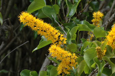 APII jpeg image of Barklya syringifolia  © contact APII