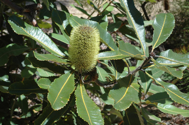 APII jpeg image of Banksia robur  © contact APII