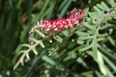 APII jpeg image of Grevillea caleyi  © contact APII