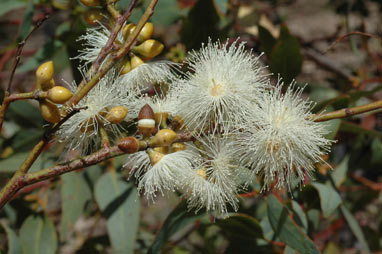 APII jpeg image of Eucalyptus pumila  © contact APII