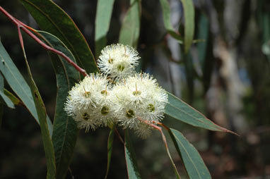 APII jpeg image of Eucalyptus planchoniana  © contact APII