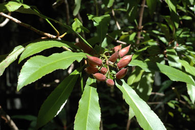 APII jpeg image of Anopterus macleayanus  © contact APII