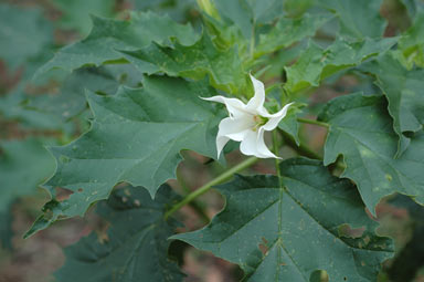 APII jpeg image of Datura stramonium  © contact APII