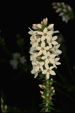 APII jpeg image of Epacris pulchella  © contact APII