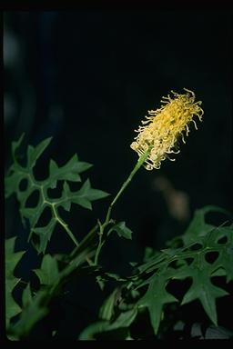 APII jpeg image of Grevillea flexuosa  © contact APII