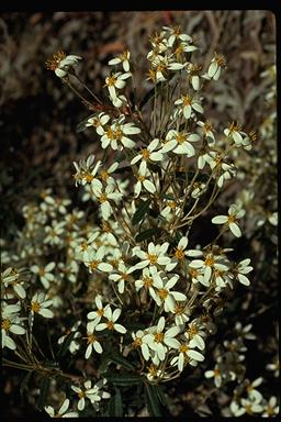 APII jpeg image of Olearia erubescens  © contact APII