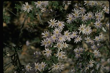 APII jpeg image of Olearia phlogopappa var. phlogopappa  © contact APII