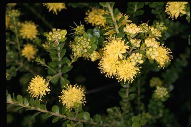 APII jpeg image of Leionema rotundifolium  © contact APII