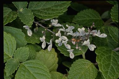 APII jpeg image of Plectranthus opreptus  © contact APII