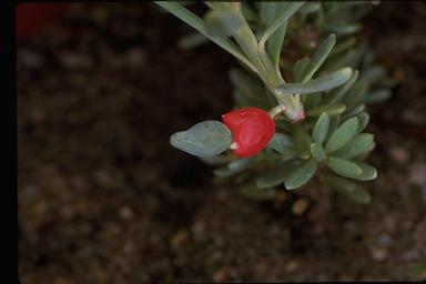 APII jpeg image of Podocarpus lawrencei  © contact APII