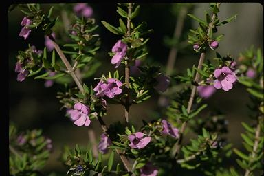 APII jpeg image of Prostanthera scutellarioides  © contact APII