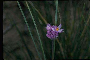 APII jpeg image of Sowerbaea juncea  © contact APII