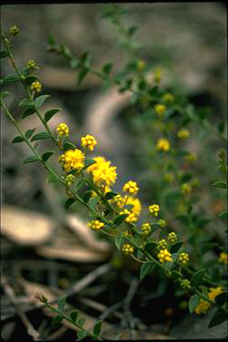 APII jpeg image of Acacia amblygona  © contact APII