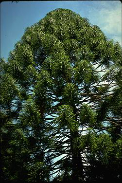 APII jpeg image of Araucaria bidwillii  © contact APII