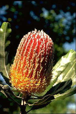 APII jpeg image of Banksia menziesii  © contact APII