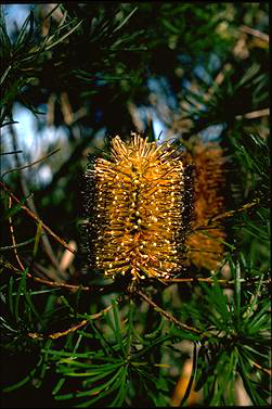 APII jpeg image of Banksia spinulosa var. spinulosa  © contact APII