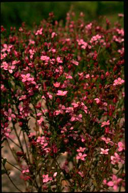 APII jpeg image of Boronia crenulata  © contact APII