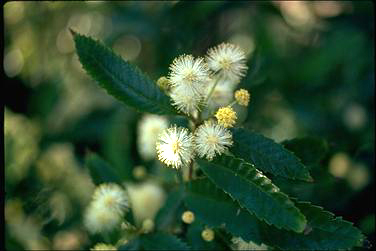 APII jpeg image of Callicoma serratifolia  © contact APII