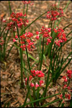 APII jpeg image of Calostemma purpureum  © contact APII