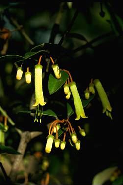 APII jpeg image of Correa lawrenceana var. glandulifera  © contact APII