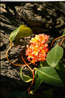 APII jpeg image of Marianthus ringens  © contact APII