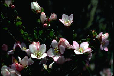 APII jpeg image of Boronia rhomboidea  © contact APII