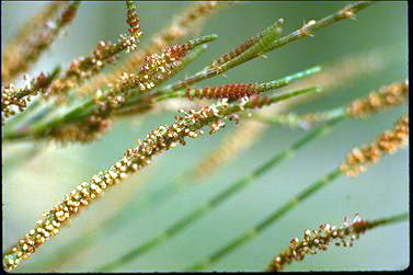 APII jpeg image of Casuarina cristata  © contact APII