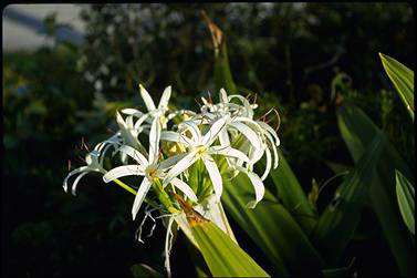 APII jpeg image of Crinum pedunculatum  © contact APII