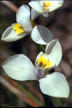 APII jpeg image of Diplarrena moraea  © contact APII