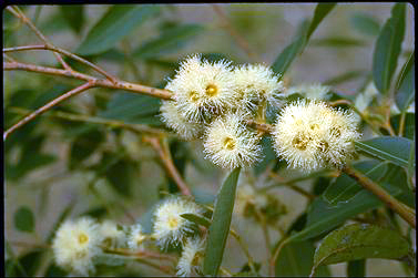 APII jpeg image of Eucalyptus resinifera  © contact APII