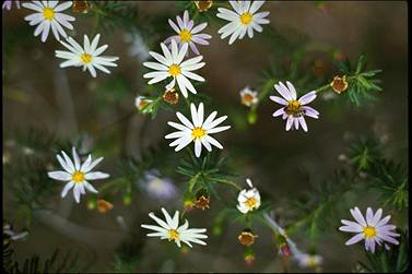 APII jpeg image of Olearia tenuifolia  © contact APII