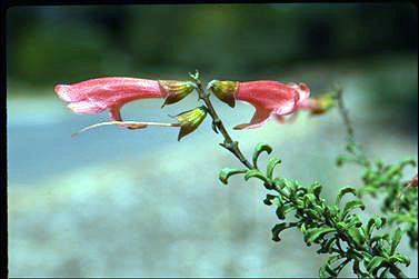 APII jpeg image of Prostanthera grylloana  © contact APII