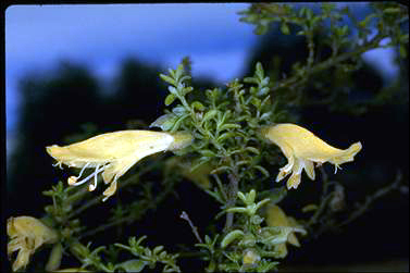 APII jpeg image of Prostanthera serpyllifolia subsp. microphylla  © contact APII