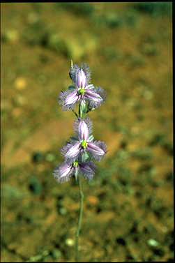 APII jpeg image of Thysanotus baueri  © contact APII