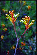 Anigozanthos 'Bush Haze' - click for larger image