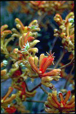 APII jpeg image of Anigozanthos 'Kings Park Federation Flame'  © contact APII