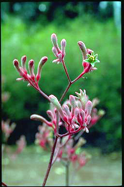 APII jpeg image of Anigozanthos 'Pink Surprise'  © contact APII