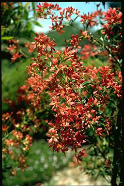 APII jpeg image of Ceratopetalum 'Albery's Red'  © contact APII