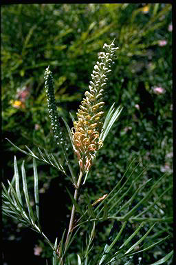 APII jpeg image of Grevillea 'Kay Williams'  © contact APII