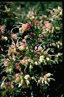 Grevillea 'Pink Pixie' - click for larger image