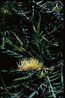 APII jpeg image of Grevillea 'Strawberry Blond'  © contact APII