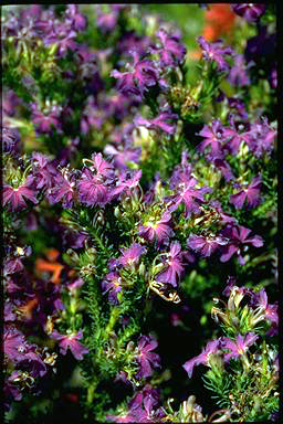 APII jpeg image of Lechenaultia laricina 'Regency'  © contact APII