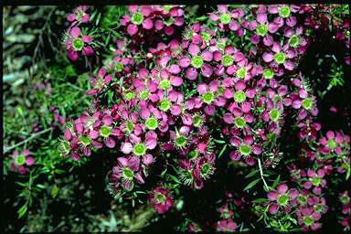 APII jpeg image of Leptospermum 'Pageant'  © contact APII