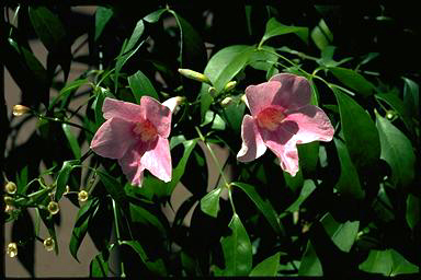 APII jpeg image of Pandorea jasminoides 'Southern Belle'  © contact APII