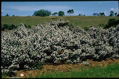 APII jpeg image of Prostanthera 'Poorinda Ballerina'  © contact APII